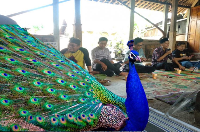  Burung Merak Langka, LSBO Muhammadiyah gelar Pelatihan Pengkaran Burung Merak